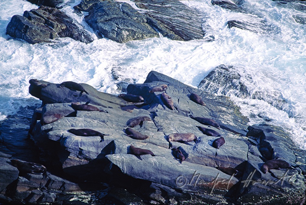 seals on Seal Bay Conservation Park