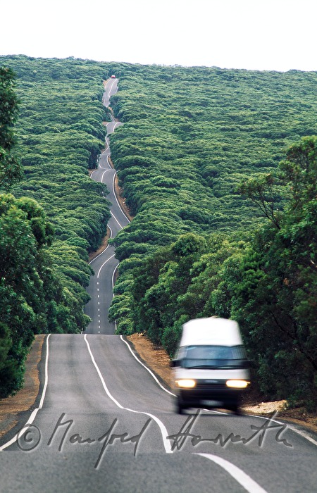 windy road through the forest