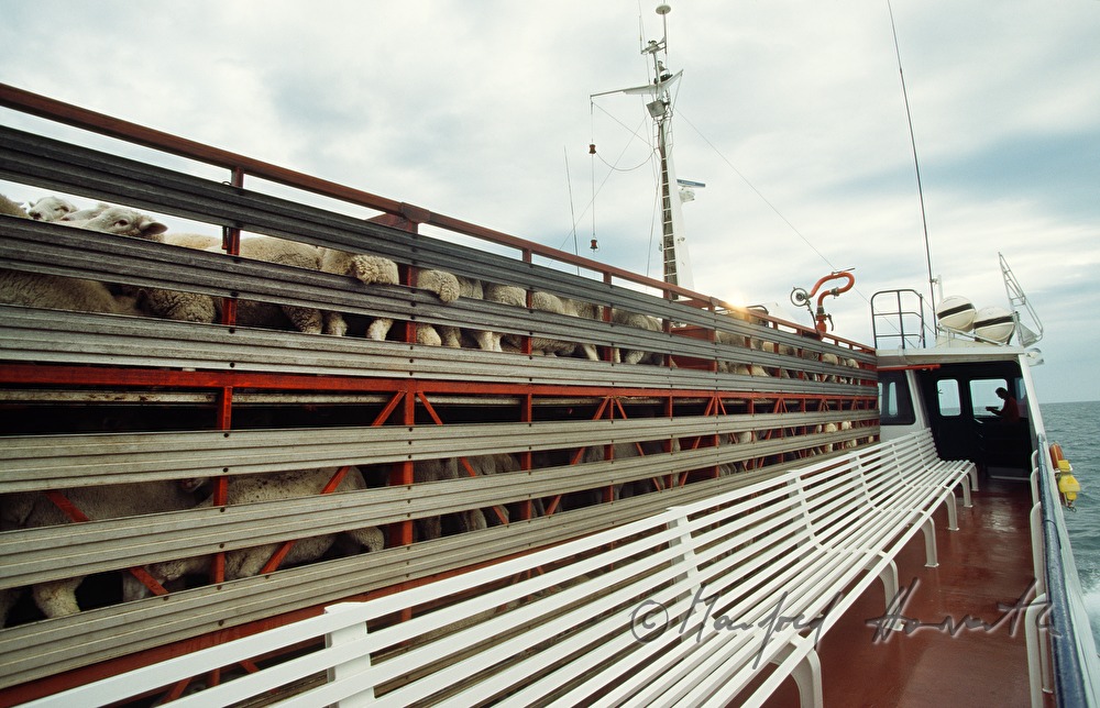 ferry boat with sheep