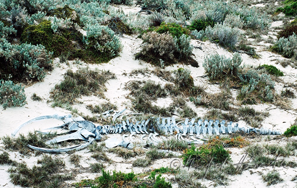 Seal Bay Conservation Park, humpback whale skeletton