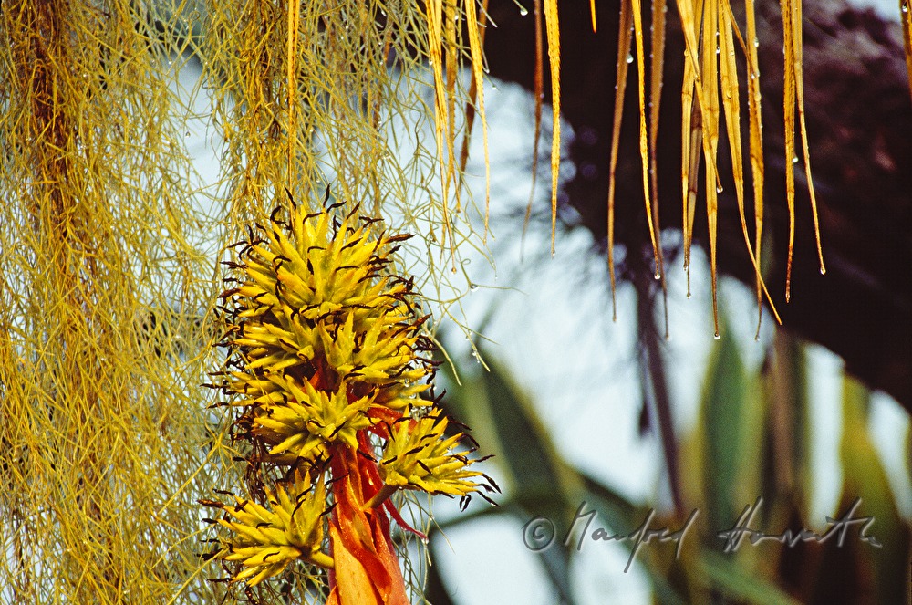 blooming Plant in the tropic hothouse