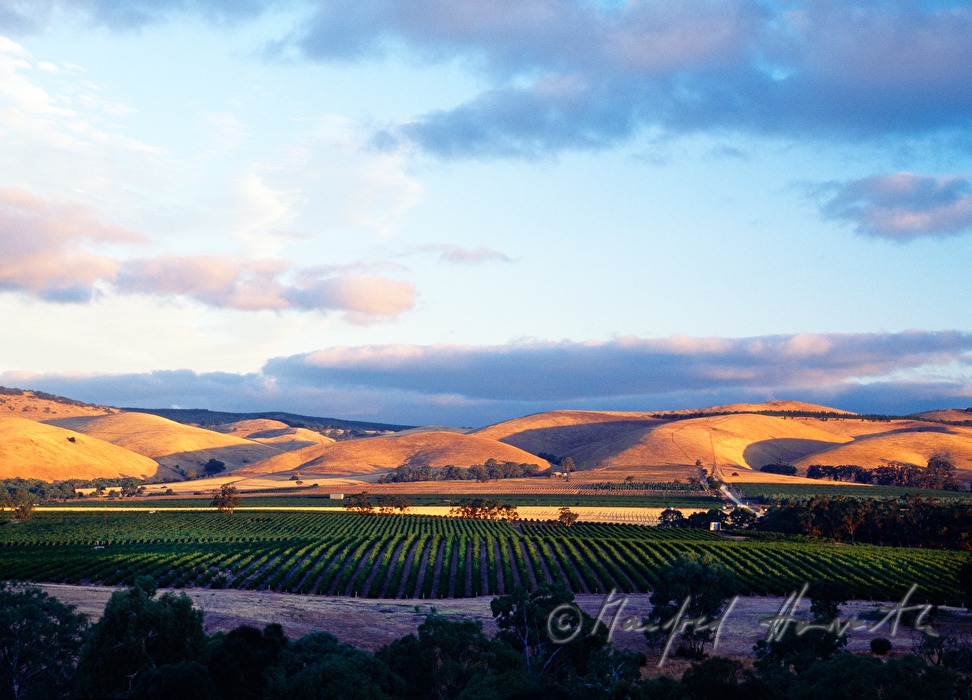 view over the Barossa Valley
