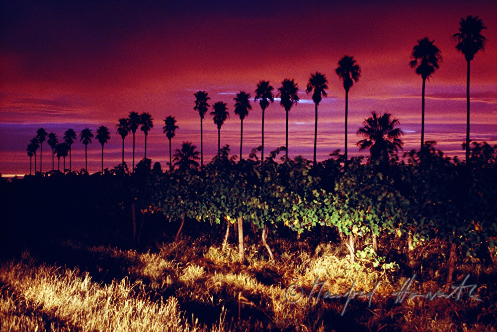 vineyard and palm trees in the afterglow