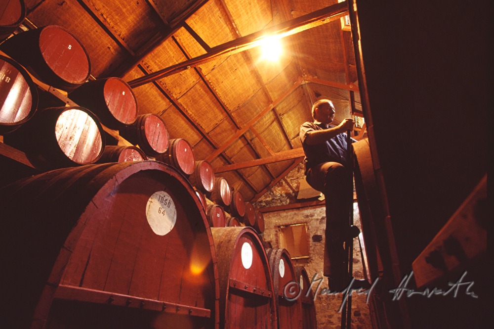 red wine cellar and cellar master