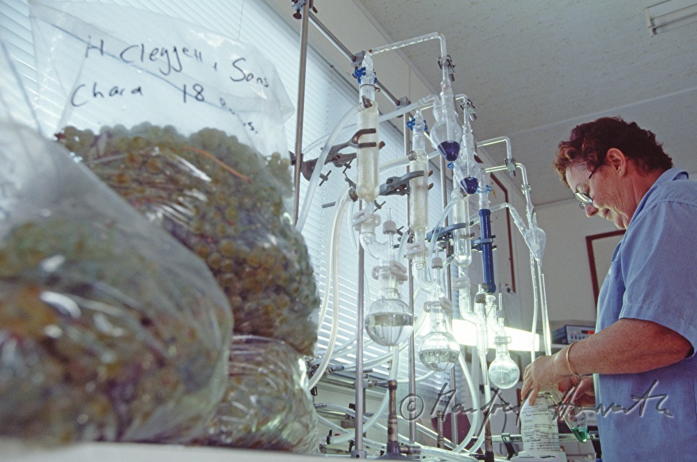 laboratory technician tests sweetness of grapes