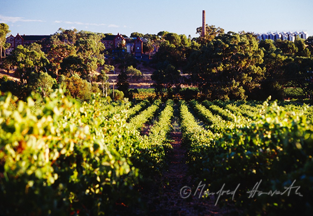 Chateau Tanunda in the middle of the vineyards