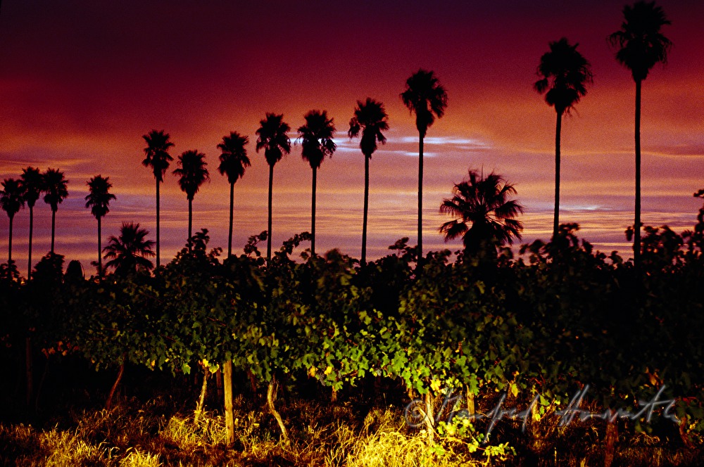 vineyard and palm trees in the afterglow