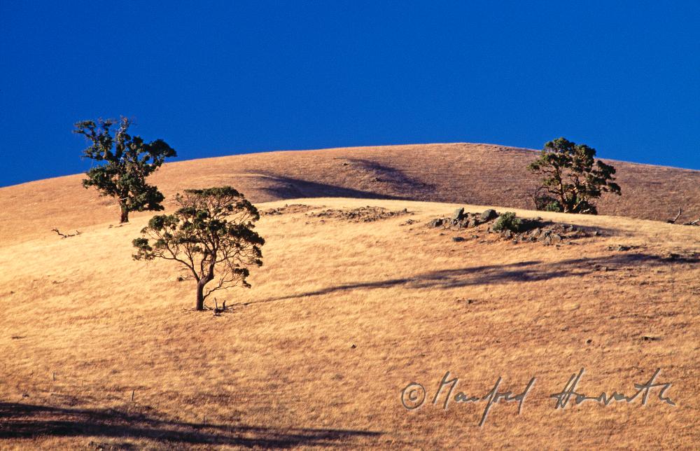 trees on a sunburnt hill