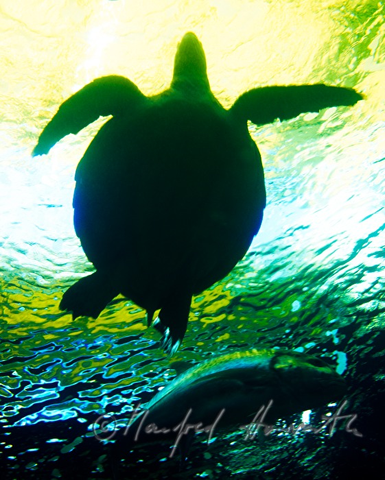 loggerhead sea turtle in the marine aquarium