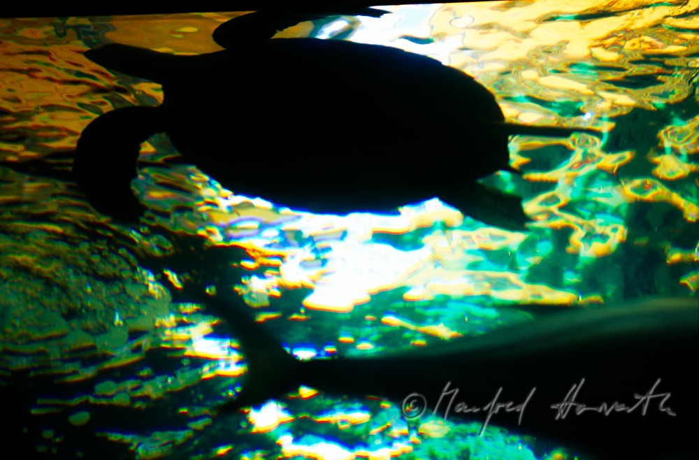 loggerhead sea turtle in the marine aquarium