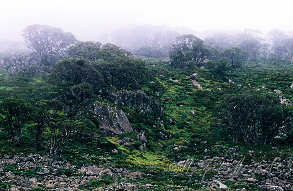 fog and alpine landscape
