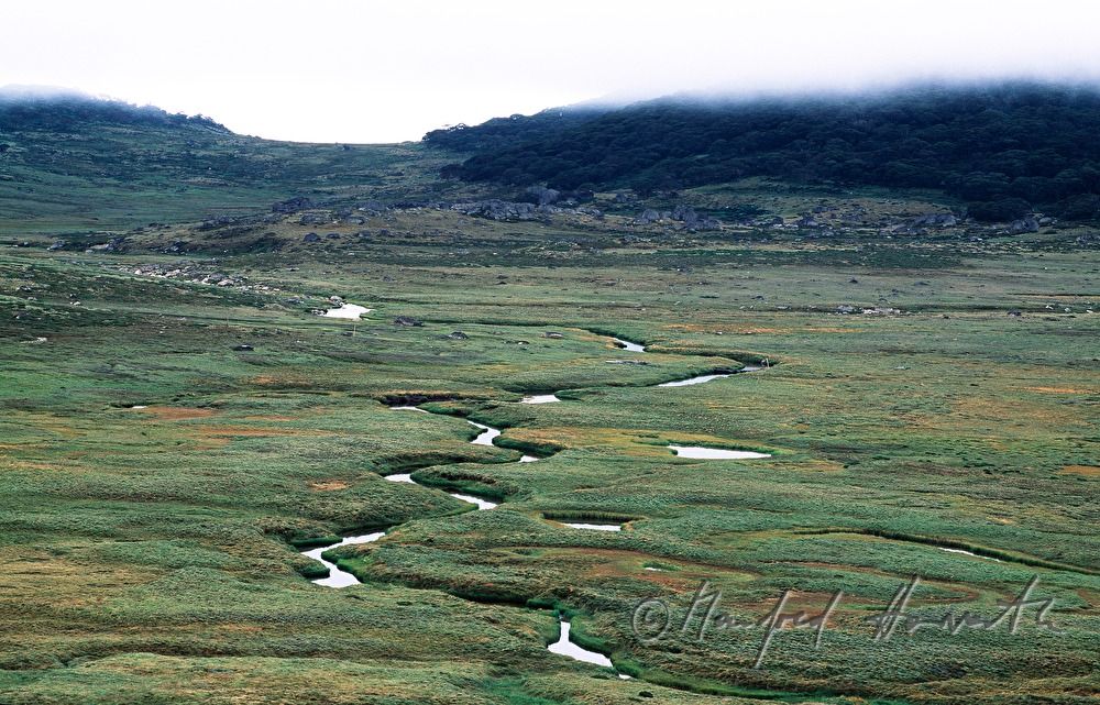 meandering creek in the wetlands