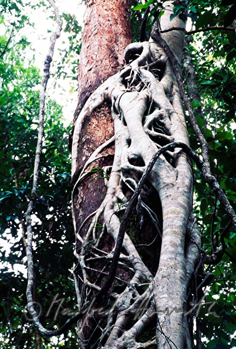 tree at the entrance to 