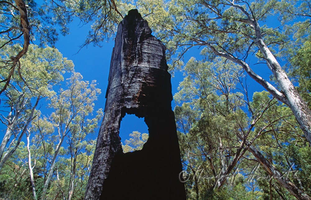 charred trunk of a gum tree after a bushfire