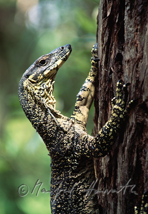 a yellow-spotted goanna cllimbs a tree