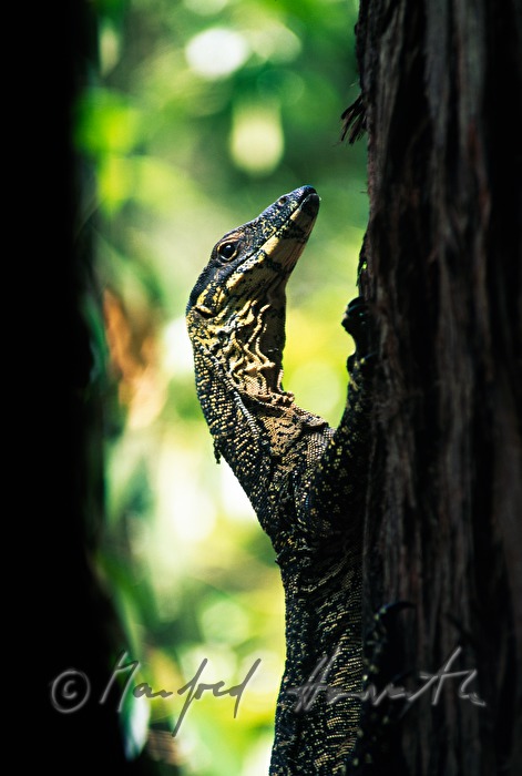 a yellow-spotted goanna cllimbs a tree