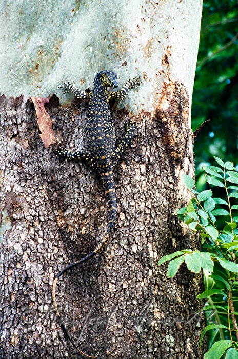 a yellow-spotted goanna cllimbs a tree