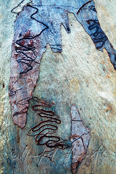 scars in a trunk of a gum tree made by Eucalyptus longhorned borer