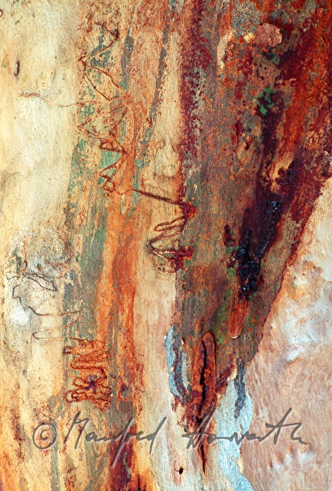 scars in a trunk of a gum tree made by Eucalyptus longhorned borer