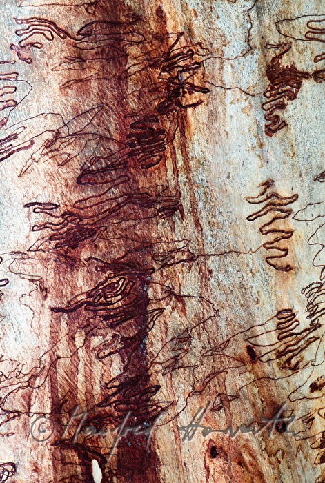 scars in a trunk of a gum tree made by Eucalyptus longhorned borer