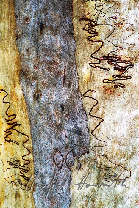 scars in a trunk of a gum tree made by Eucalyptus longhorned borer