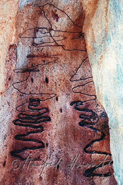 scars in a trunk of a gum tree made by Eucalyptus longhorned borer