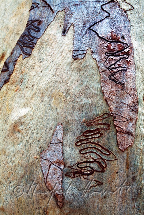 scars in a trunk of a gum tree made by Eucalyptus longhorned borer