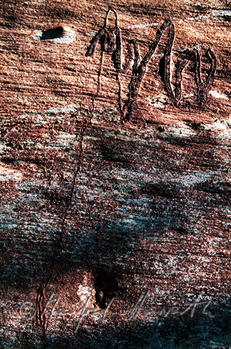 scars in a trunk of a gum tree made by Eucalyptus longhorned borer
