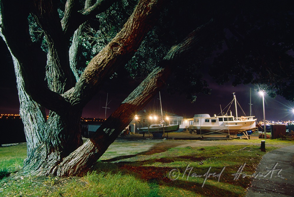 Pōhutukawa in the harbour of Devonport