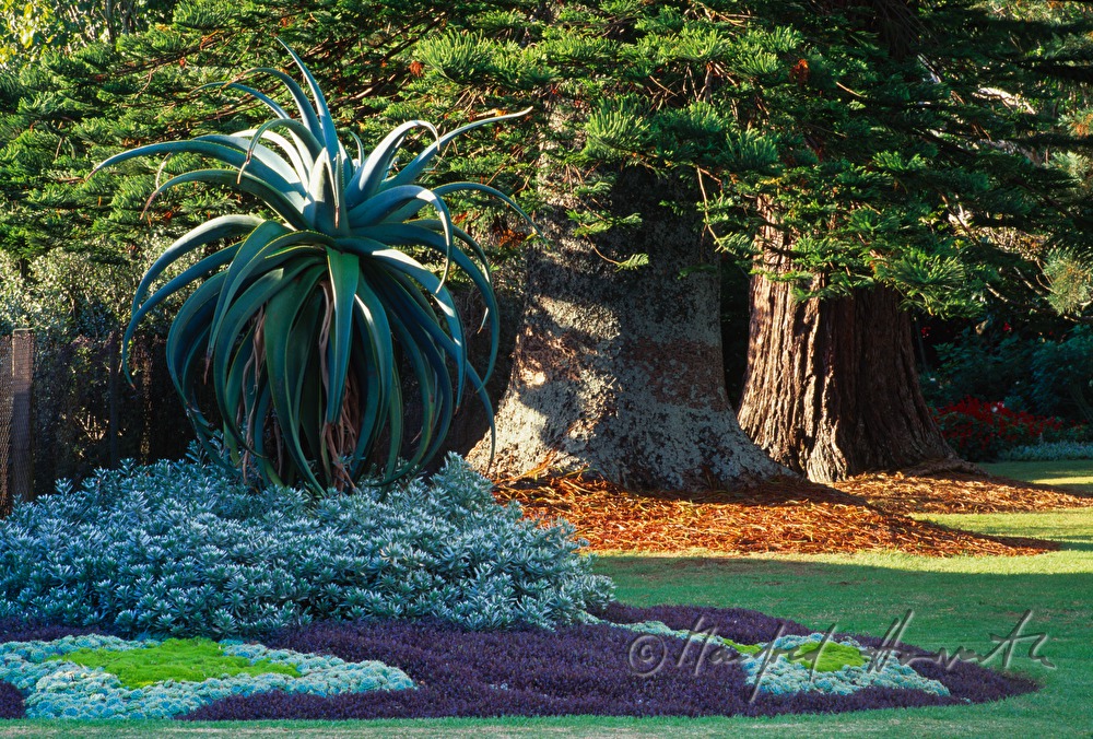 flower bed in the Hauraki Gulf Marine Park