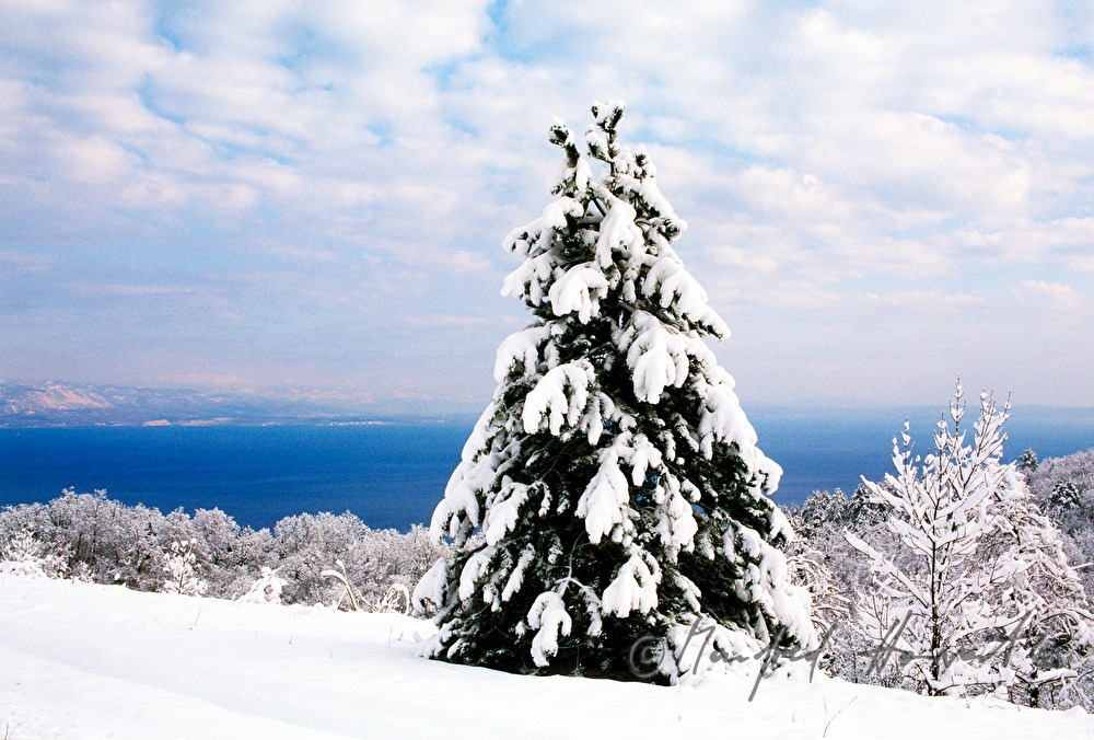 snowcovered forest near Opatija