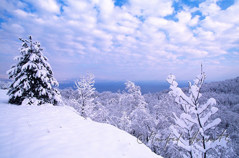 snowcovered forest near Opatija