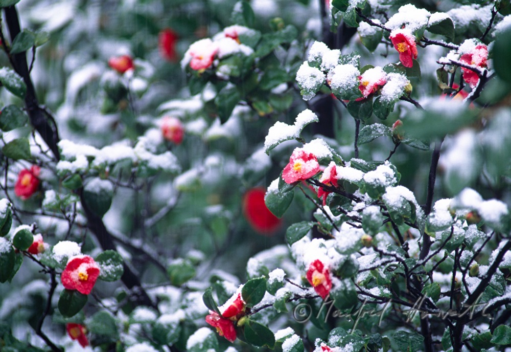 snowcovered Camellia Blossoms in Angiolina Park