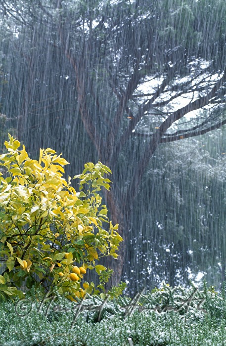 snowcovered lemon tree in Angiolina Park