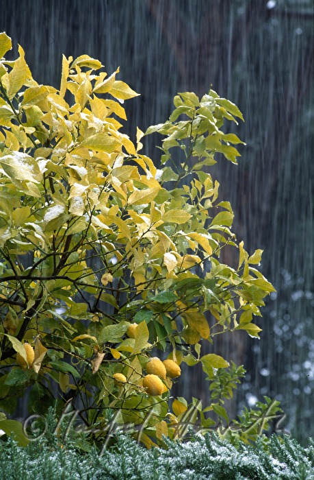 snowcovered lemon tree in Angiolina Park