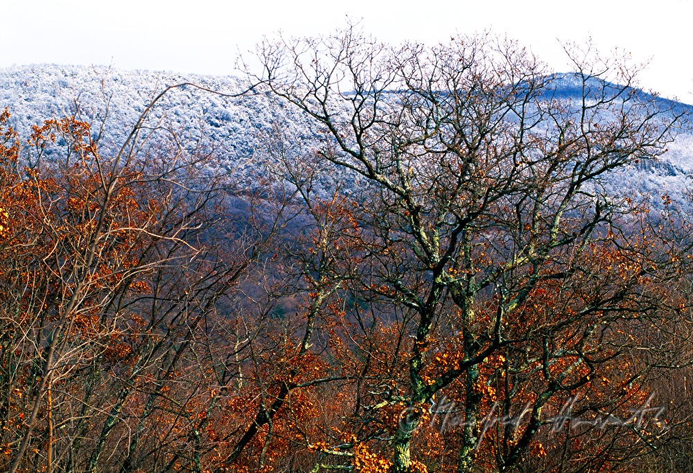 snowcovered forest near Lovran