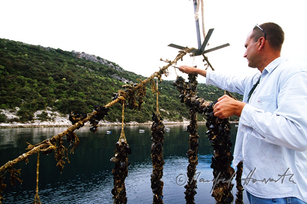 fisherman cuts off mussels from a rope
