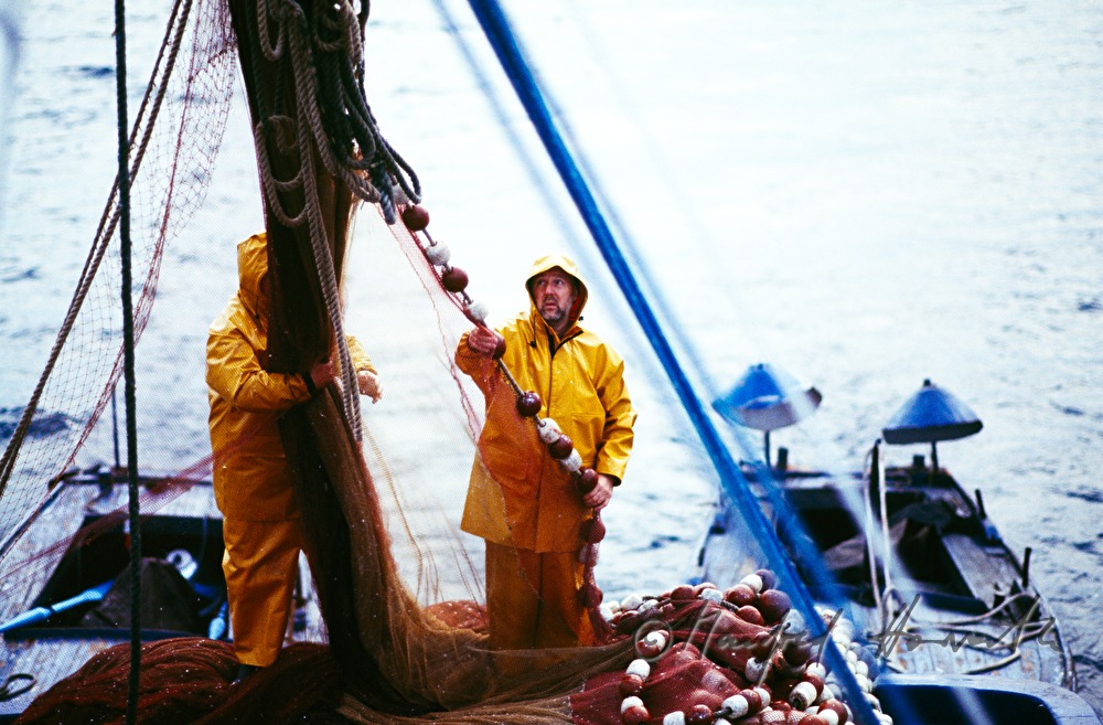 sardines catch on a  fish trawler