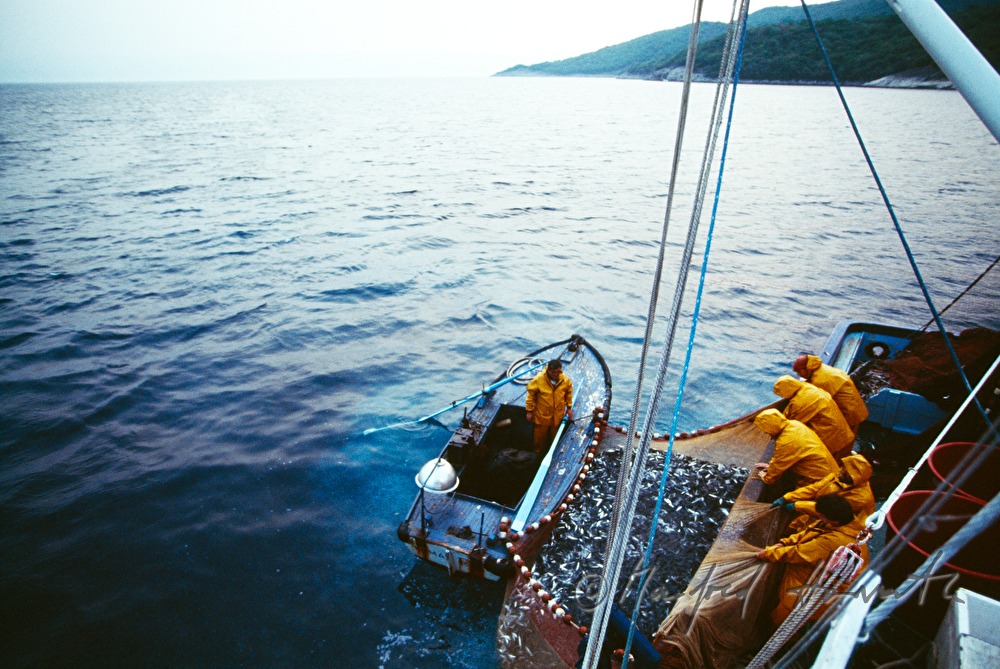 sardines catch on a  fish trawler