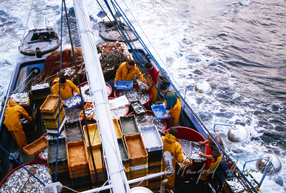 sardines catch on a  fish trawler