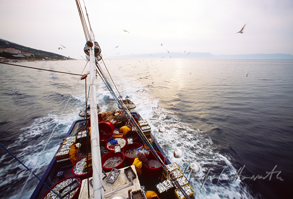 sardines catch on a  fish trawler