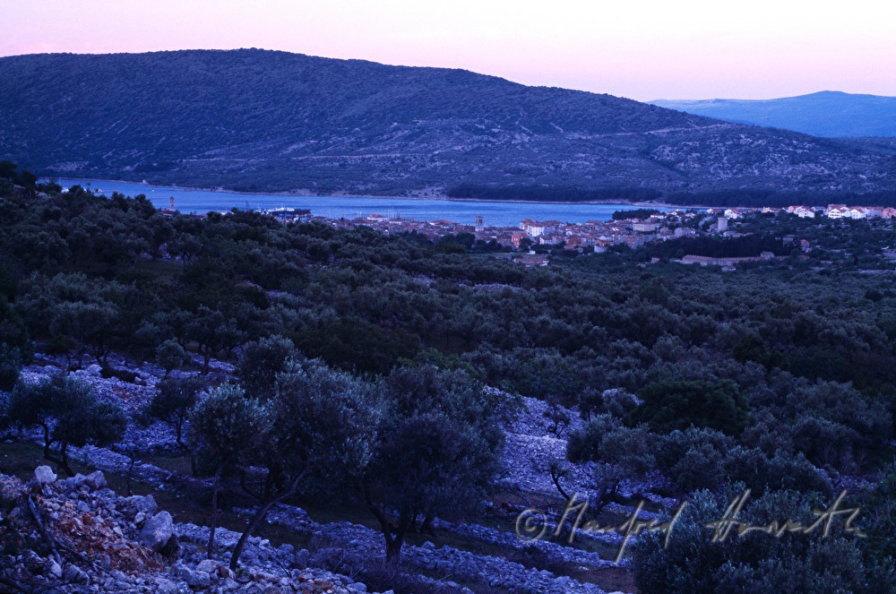 olive plantation and town of Cres