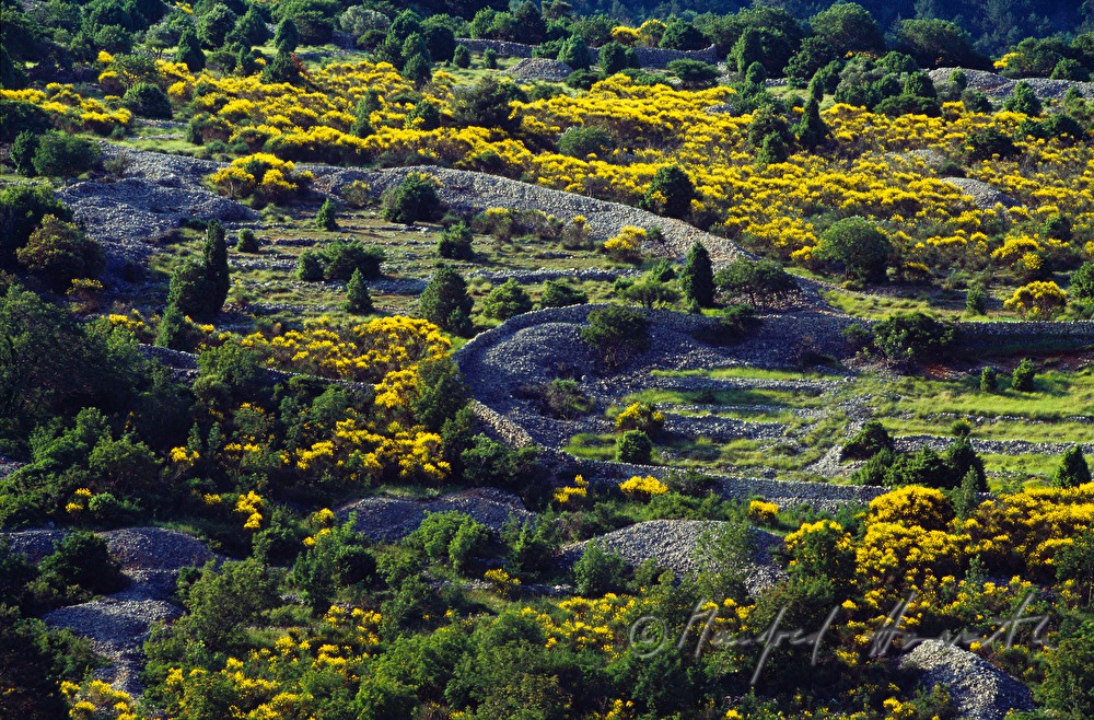 drystone walls and blooming genista