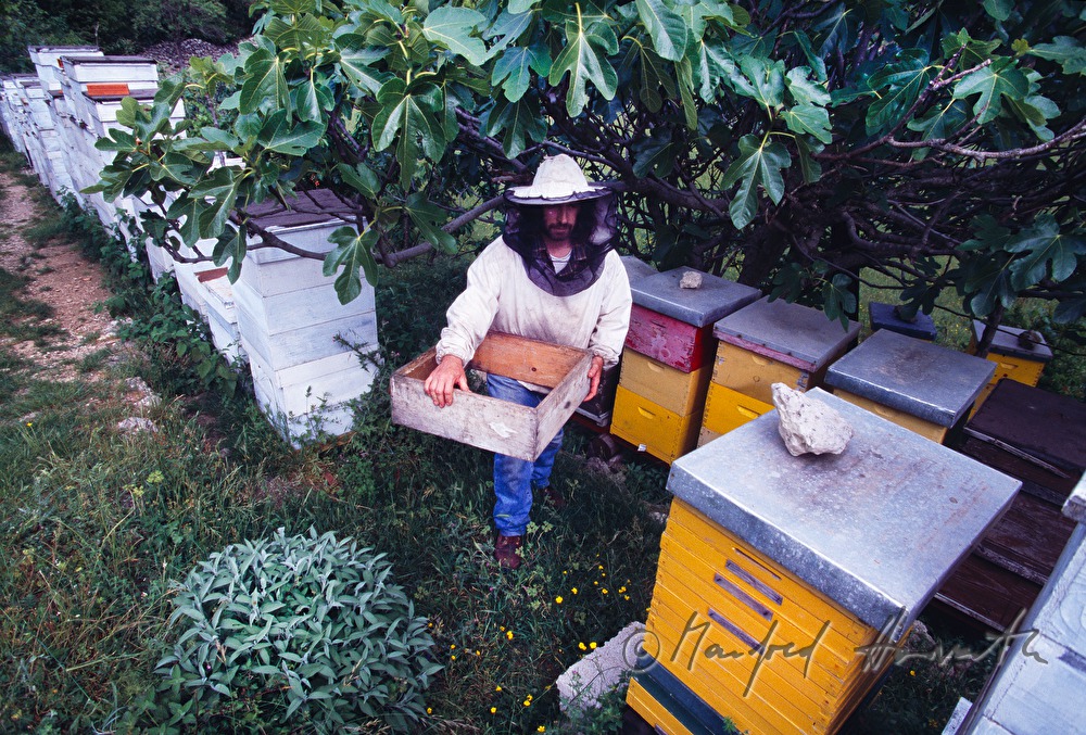 beekeeper between alvearies in the forest