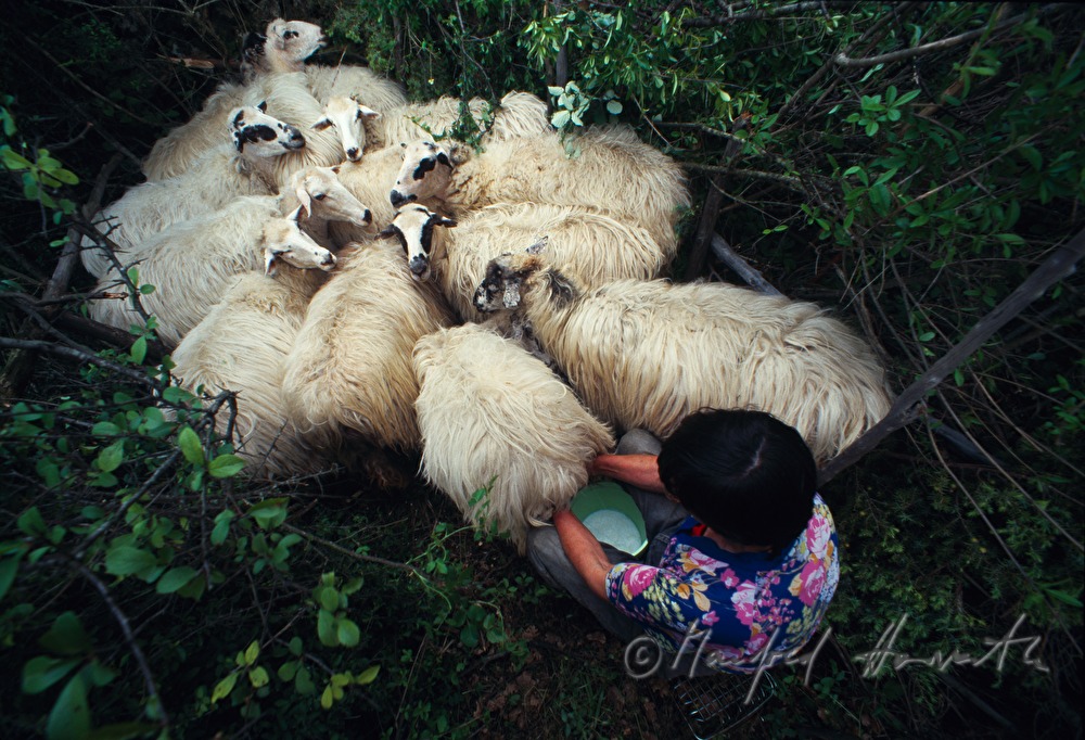 countrywoman milking the sheep