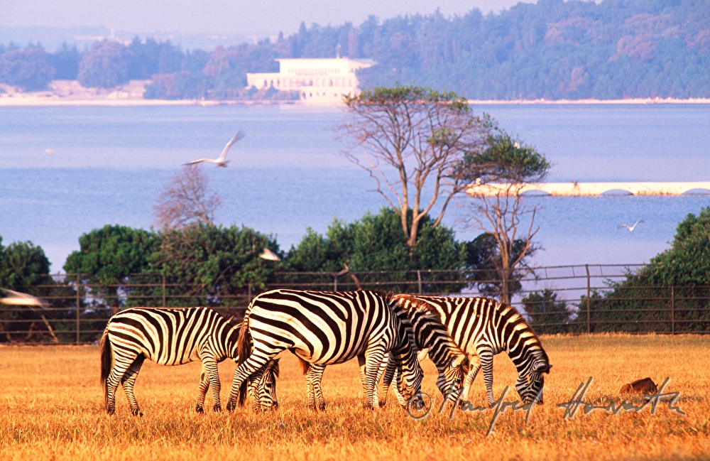 zebras in the safari park