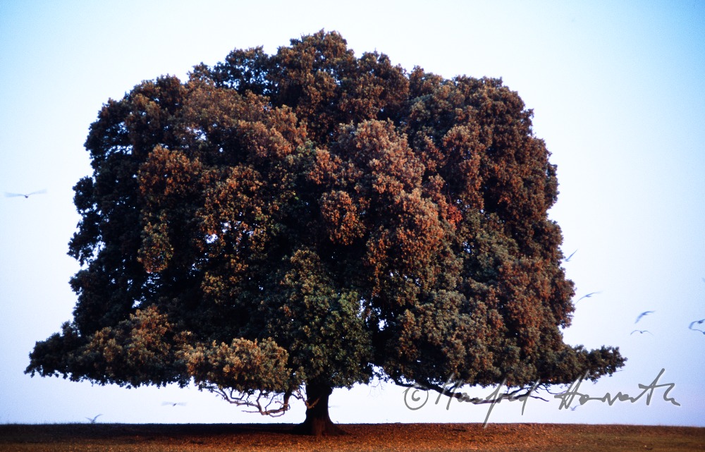 holy oak on top of a hill