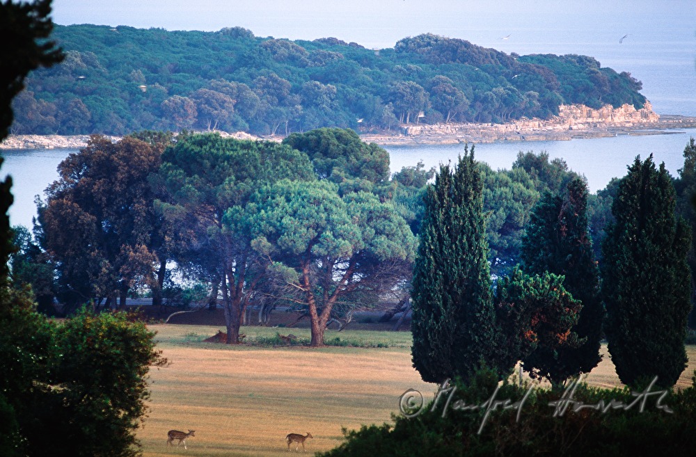 clearing glade and deers