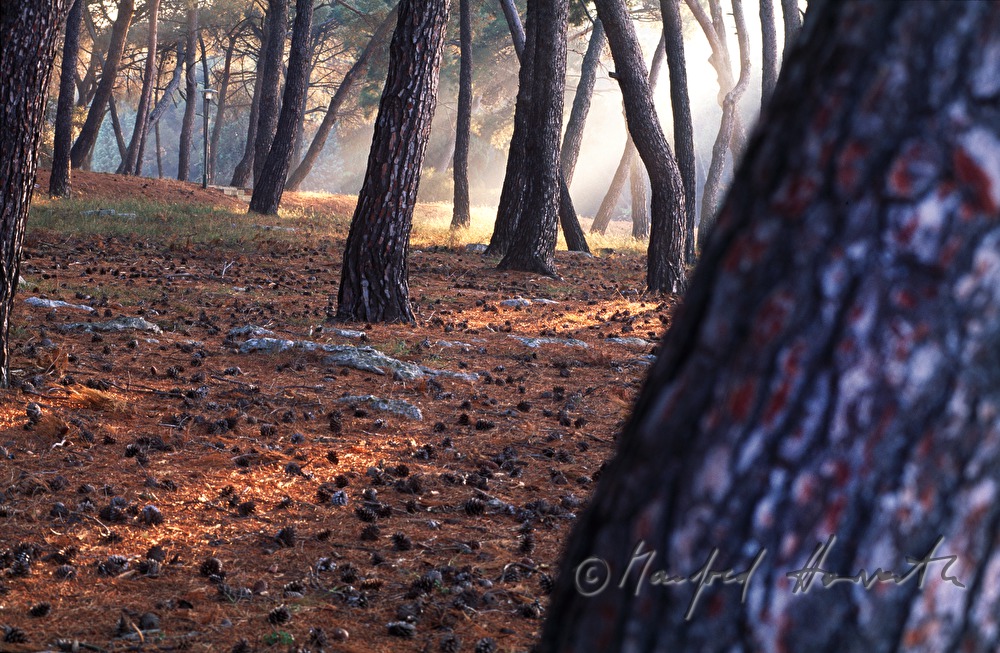 fog in the pine forest
