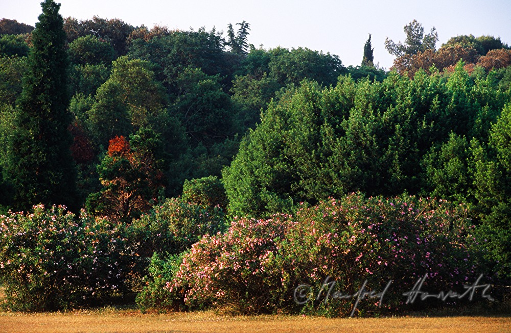 flowering oleander at a clearing glade
